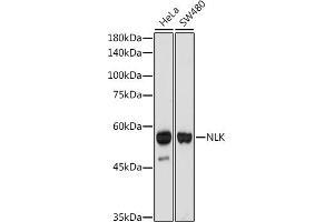 Western blot analysis of extracts of various cell lines, using NLK antibody (ABIN7268846) at 1:1000 dilution. (Nemo-Like Kinase antibody)