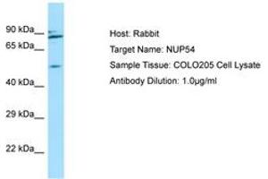 Image no. 1 for anti-Nucleoporin 54kDa (NUP54) (AA 302-351) antibody (ABIN6750030) (NUP54 antibody  (AA 302-351))