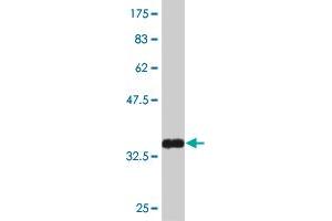 Western Blot detection against Immunogen (36. (BOLL antibody  (AA 185-283))