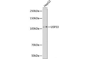 Western blot analysis of extracts of HepG2 cells using USP33 Polyclonal Antibody at dilution of 1:1000. (USP33 antibody)
