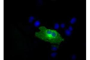 Image no. 2 for anti-RalA Binding Protein 1 (RALBP1) antibody (ABIN1500585) (RALBP1 antibody)