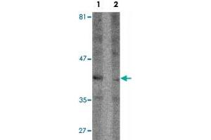 Western blot analysis of Raji cell lysate with SEPT1 polyclonal antibody  at 1 ug/mL in (1) the absence and (2) the presence of blocking peptide.