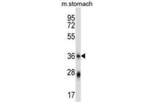 Western Blotting (WB) image for anti-Phospholipid Scramblase 4 (PLSCR4) antibody (ABIN2997651) (PLSCR4 antibody)