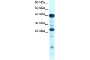 Western Blotting (WB) image for anti-SIX Homeobox 6 (SIX6) antibody (ABIN2460444) (SIX Homeobox 6 antibody)