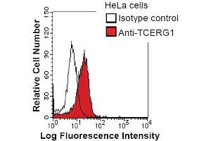 HeLa cells were fixed in 2% paraformaldehyde/PBS and then permeabilized in 90% methanol. (TCERG1 antibody)
