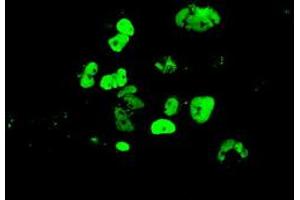 Immunofluorescence (IF) image for anti-GATA Binding Protein 4 (GATA4) (AA 296-442) antibody (ABIN1491353) (GATA4 antibody  (AA 296-442))