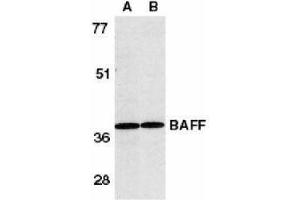 Western Blotting (WB) image for anti-Tumor Necrosis Factor (Ligand) Superfamily, Member 13b (TNFSF13B) (AA 254-269) antibody (ABIN2479517) (BAFF antibody  (AA 254-269))