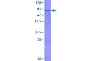 SPOCK3 Protein (AA 1-433) (GST tag)
