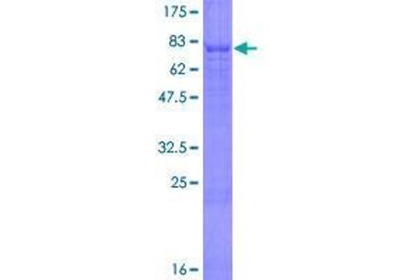 SPOCK3 Protein (AA 1-433) (GST tag)