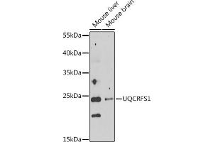 Western blot analysis of extracts of various cell lines, using UQCRFS1 antibody  at 1:1000 dilution. (UQCRFS1 antibody  (AA 79-274))