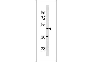 SGCE Antibody (C-term) (ABIN1881798 and ABIN2843211) western blot analysis in  cell line lysates (35 μg/lane). (SGCE antibody  (C-Term))