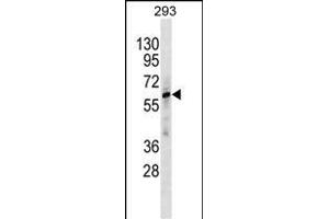 ZN Antibody (C-term) (ABIN1882037 and ABIN2838371) western blot analysis in 293 cell line lysates (35 μg/lane). (ZNF775 antibody  (C-Term))
