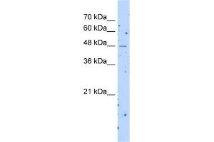 WB Suggested Anti-SLC22A23 Antibody Titration:  1. (SLC22A23 antibody  (Middle Region))