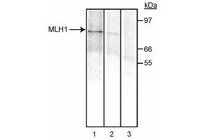 Immunoprecipitation of MLH1. (MLH1 antibody)