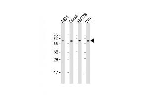 All lanes : Anti-YY1 Antibody (Center) at 1:2000 dilution Lane 1: A431 whole cell lysate Lane 2: Daudi whole cell lysate Lane 3: HuT78 whole cell lysate Lane 4: Y79 whole cell lysate Lysates/proteins at 20 μg per lane. (YY1 antibody  (AA 210-239))