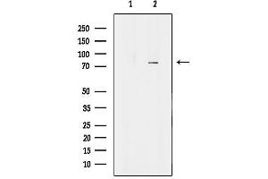 Western blot analysis of lysates from mouse kidney tissue, using KIFC3 Antibody.