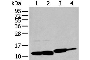 Western blot analysis of HT-29 Hela and Jurkat cell Rat brain tissue lysates using MIF Polyclonal Antibody at dilution of 1:200 (MIF antibody)