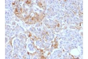 IHC testing of FFPE human pancreas with Ferritin Light Chain antibody (clone FTL/1388). (FTL antibody  (AA 38-165))