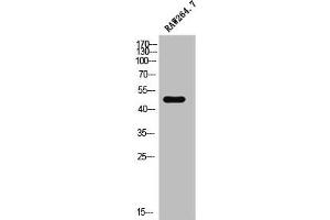 Western Blot analysis of RAW264. (Cell Adhesion Molecule 4 antibody  (C-Term))