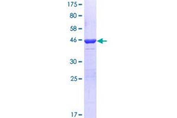 PER2 Protein (AA 1-100) (GST tag)
