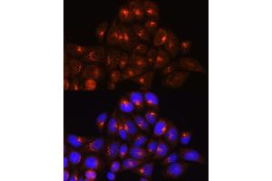 Immunofluorescence (IF) image for anti-Golgin A4 (GOLGA4) (AA 1-150) antibody (ABIN6141266)