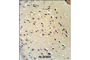 Lamin B1 Antibody (C-term) (ABIN390511 and ABIN2840865) IHC analysis in formalin fixed and paraffin embedded mouse brain tissue followed by peroxidase conjugation of the secondary antibody and DAB staining. (Lamin B1 antibody  (C-Term))