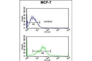 EBP1 Antibody (C-term) (ABIN1882075 and ABIN2839467) flow cytometric analysis of MCF-7 cells (bottom histogram) compared to a negative control cell (top histogram). (PA2G4 antibody  (C-Term))