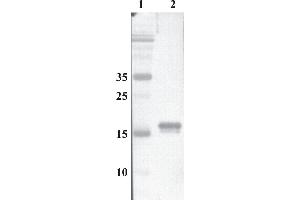 Western Blot testing of anti-MANF monoclonal antibody. (MANF antibody)