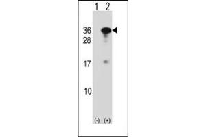 Western blot analysis of RYBP (arrow) using RYBP Antibody (N-term) Cat. (RYBP antibody  (N-Term))