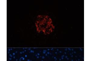 Immunofluorescence analysis of Mouse pancreas using INS Polyclonal Antibody at dilution of 1:100. (Insulin antibody)