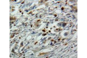 Used in DAB staining on fromalin fixed paraffin-embedded pancreas tissue (EBI3 antibody  (AA 21-229))
