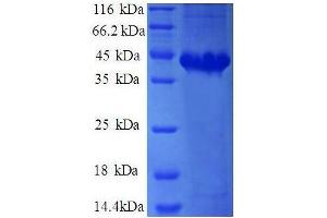 AP2S1 Protein (AA 1-142, full length) (GST tag)