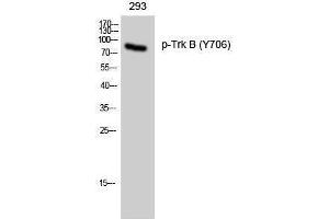 Western Blotting (WB) image for anti-Neurotrophic Tyrosine Kinase, Receptor, Type 2 (NTRK2) (pTyr706) antibody (ABIN3182169) (TRKB antibody  (pTyr706))