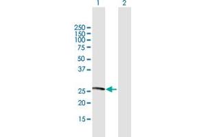 Western Blot analysis of NXNL1 expression in transfected 293T cell line by NXNL1 MaxPab polyclonal antibody.