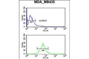 Flow cytometric analysis of MDA-MB435 cells (bottom histogram) compared to a negative control cell (top histogram). (TFPT antibody  (N-Term))
