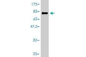 Western Blot detection against Immunogen (81. (IKZF3 antibody  (AA 1-509))