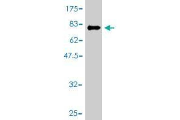 IKZF3 antibody  (AA 1-509)