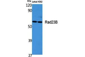 Western Blot (WB) analysis of specific cells using Rad23B Polyclonal Antibody. (RAD23B antibody  (N-Term))