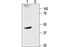 Western blot analysis of rat brain membranes: - 1. (KCNJ6 antibody  (C-Term, Intracellular))