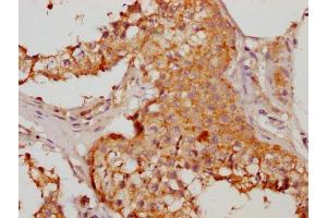 IHC image of ABIN7155996 diluted at 1:200 and staining in paraffin-embedded human testis tissue performed on a Leica BondTM system. (HMGCL antibody  (AA 28-325))