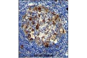 RPS6 antibody (Ser240/244) (ABIN654233 and ABIN2844066) immunohistochemistry analysis in formalin fixed and paraffin embedded human tonsil tissue followed by peroxidase conjugation of the secondary antibody and DAB staining. (RPS6 antibody  (Ser240, Ser244))