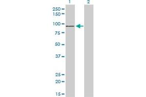 ZNF281 antibody  (AA 787-893)