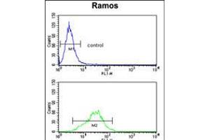 Flow cytometry analysis of Ramos cells (bottom histogram) compared to a negative control cell (top histogram). (RPS9 antibody  (C-Term))
