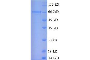 SDS-PAGE (SDS) image for Interleukin Enhancer Binding Factor 2, 45kDa (ILF2) (AA 1-390), (full length) protein (GST tag) (ABIN5712035) (ILF2 Protein (AA 1-390, full length) (GST tag))