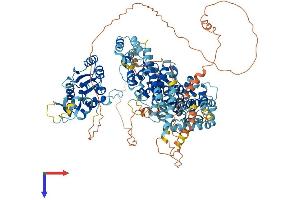 AlphaFold protein structure predicition of Mouse Recombinant Slf1 Protein, UniprotID Q8R3P9 (ANKRD32 Protein (AA 1-1054) (His tag))