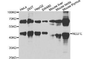Western blot analysis of extracts of various cell lines, using NELFE antibody. (RDBP antibody)