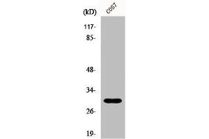 Western Blot analysis of COS7 cells using GCSm-γ Polyclonal Antibody (GCLM antibody  (Internal Region))
