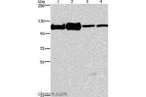 Western blot analysis of 293T, K562, NIH/3T3 and hela cell, using MCM6 Polyclonal Antibody at dilution of 1:500 (MCM6 antibody)
