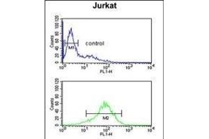 ANR49 Antibody (Center) (ABIN651157 and ABIN2840103) flow cytometric analysis of Jurkat cells (bottom histogram) compared to a negative control cell (top histogram). (ANKRD49 antibody  (AA 80-109))