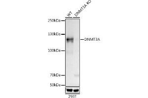 Western blot analysis of extracts from wild type (WT) and [KO Validated] DNMT3A Rabbit mAb knockout (KO) 293T cells, using [KO Validated] DNMT3A Rabbit mAb (ABIN7266806) at 1:500 dilution. (DNMT3A antibody)